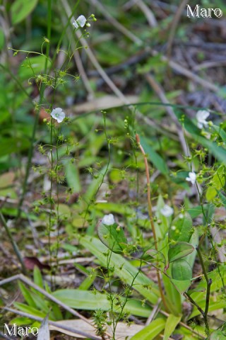 イシモチソウ（石持草）の花 滋賀県 2014年6月