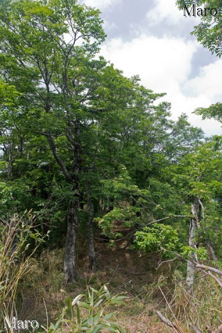 東山の北西尾根（鳴滝山方面） 中国山地東部 鳥取県 2014年6月