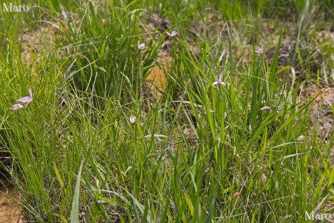湿原に咲くトキソウの自生環境 滋賀県 2014年6月
