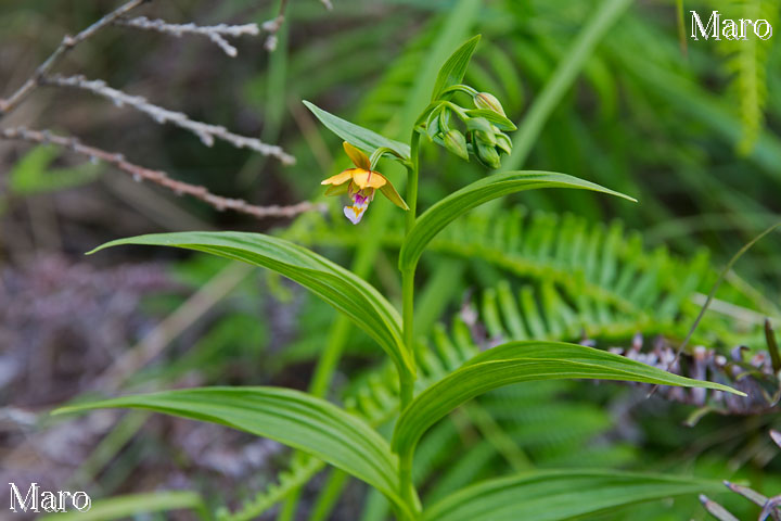 カキラン（柿蘭）のお花 咲き始め 滋賀県 2014年6月