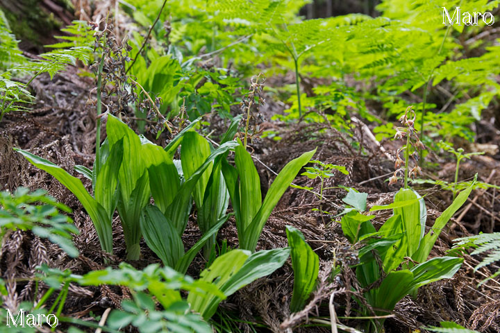 地エビネの群生地 京都北山 2014年6月