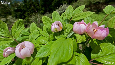 一般的なベニバナヤマシャクヤク（紅花山芍薬）の花 参考用