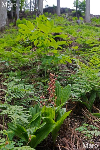 エビネの花後とヤマシャクヤクの葉 京都北山 2014年6月