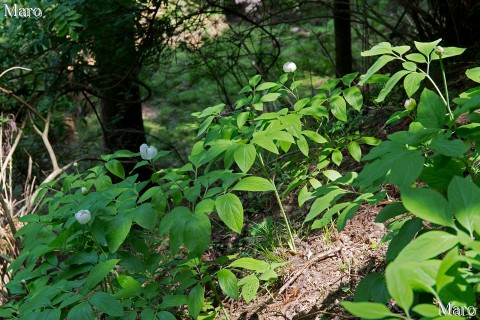 ベニバナヤマシャクヤク（白花型、白色型）の群生地 京都北山 2014年6月