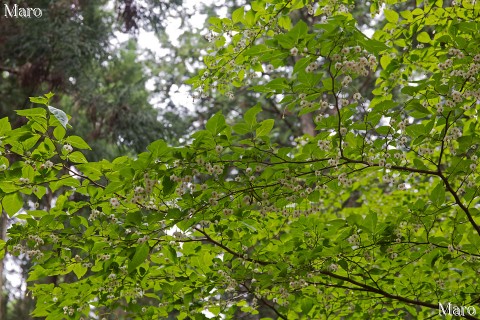 垂れ下がるエゴノキ（野茉莉）の花 京都北山 2014年6月