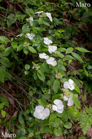 コガクウツギ（小額空木）のお花 沖ノ山林道 鳥取県 2014年6月