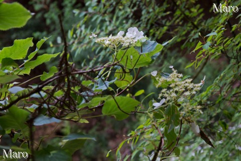 ツルアジサイ（蔓紫陽花）の花 ゴトウヅル 京都北山 2014年6月