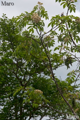 ナナカマド（七竈）の花と新緑 東山 鳥取県 2014年6月