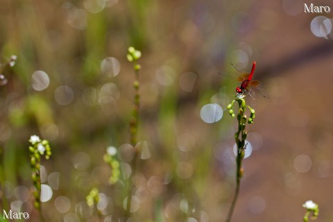 湿原のモウセンゴケ（毛氈苔）とハッチョウトンボ 滋賀県 2011年7月
