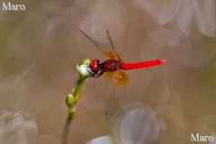 モウセンゴケの白い花に留まるハッチョウトンボ 滋賀県 2011年7月