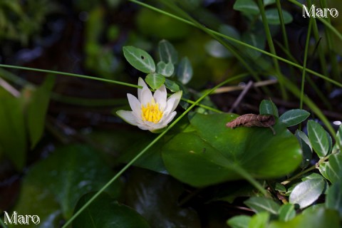 全開するヒツジグサの花 14時頃（未の刻） 滋賀県 2011年7月