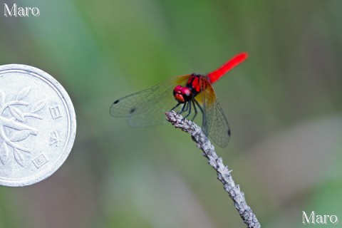 ハッチョウトンボの雄と1円玉（一円硬貨）の大きさを比較 滋賀県 2012年7月