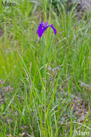 ノハナショウブ（野花菖蒲）のお花 花期終わり 兵庫県 2014年6月