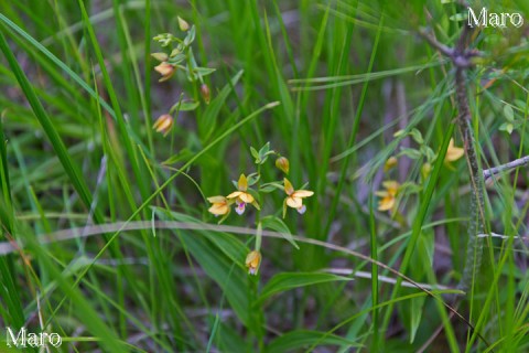 カキラン（柿蘭）の群落 兵庫県 2014年6月