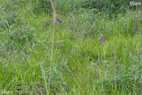 カキランやノハナショウブが咲く湿原で夕涼み 兵庫県 2014年6月