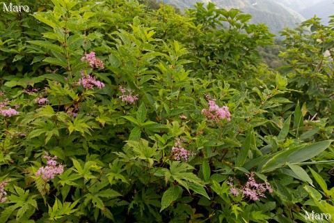 シモツケソウ(下野草)の花 金糞岳 伊吹山地 2014年7月 シモツケソウ(下野草)の花 金糞岳 伊吹山地 2014年7月
