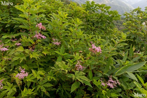 シモツケソウ（下野草）の花 金糞岳 伊吹山地 2014年7月