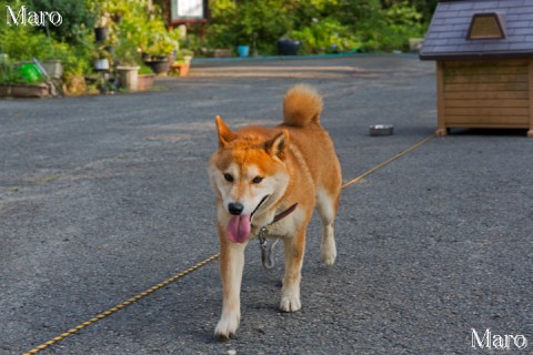 池の谷地蔵尊 2代目の犬 大文字山 2014年7月