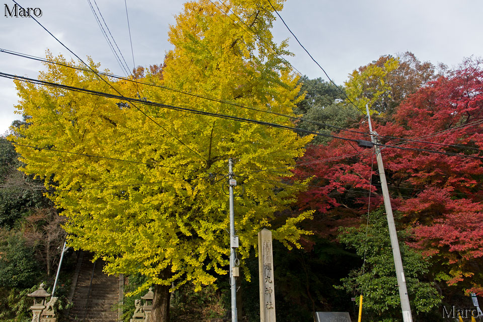 蝉丸神社の紅葉、黄葉 イチョウの大木 滋賀県大津市 2014年11月