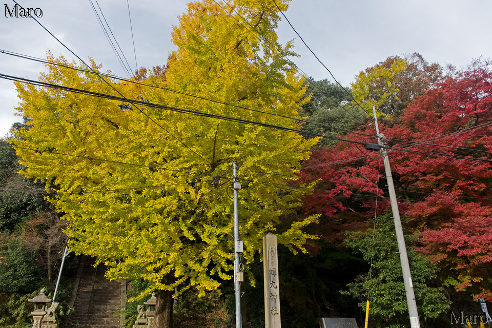 蝉丸神社の紅葉、黄葉 イチョウの大木 滋賀県大津市 2014年11月