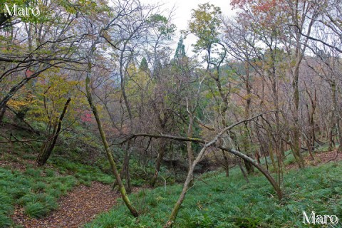 花脊（花背）でも南寄りの山域の紅葉、落葉の状況 京都北山 2014年11月3日