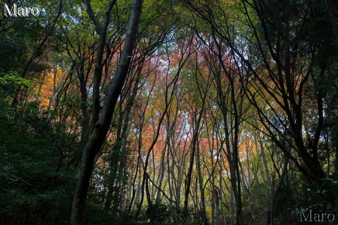 音羽山 NTT管理道の紅葉 新たに記載された破線路を歩く 2014年11月