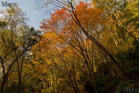 音羽山 NTT管理道の紅葉 滋賀県大津市 2014年11月