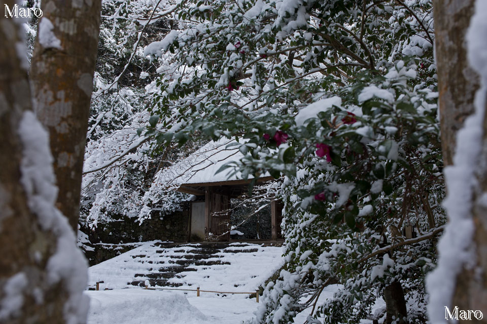 積雪する法然院の境内 山門とサザンカ（山茶花） 2015年1月2日の朝