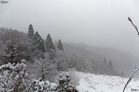 元日の午後、激しく吹雪く京都北山を歩く 2015年1月1日