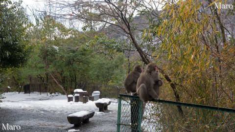 雪の中のニホンザルたち 亀山（嵐山公園 亀山地区） 2015年1月