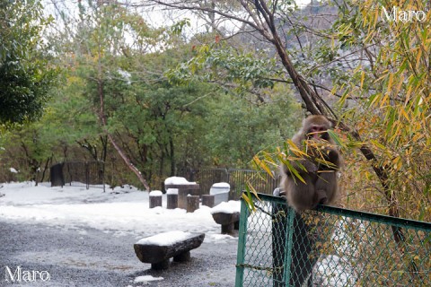 雪の中のニホンザル 「ちらっ」 亀山（嵐山公園 亀山地区） 2015年1月
