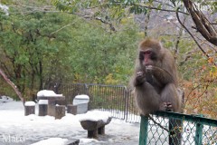 雪の中のニホンザル 「食事中」 亀山（嵐山公園 亀山地区） 2015年1月