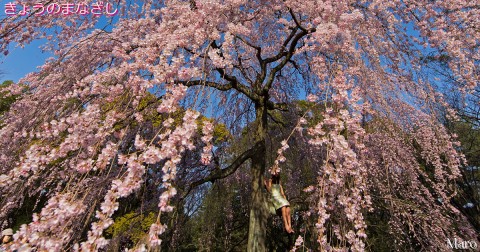 きょうのまなざし ホーム用デフォルト写真 「京都の桜」