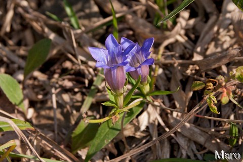 リンドウ（竜胆）の花 大文字山 京都市 2008年10月