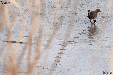 ヒクイナ（緋水鶏、緋秧鶏） 泥湿地に足跡（足形）を残す 京都府