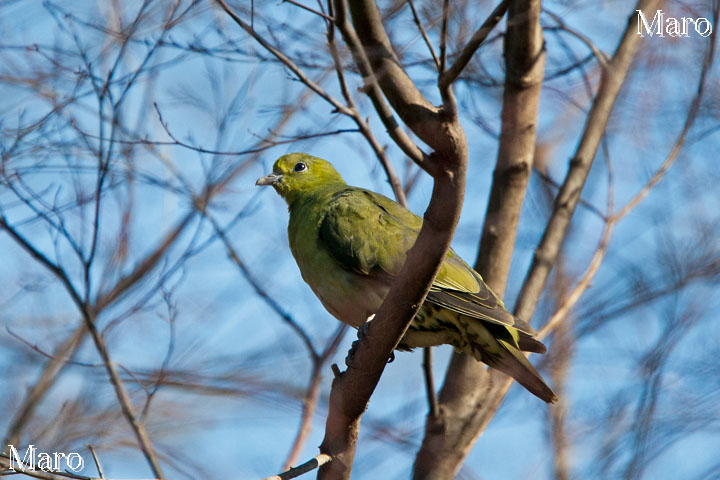 アオバト 緑鳩 京都府