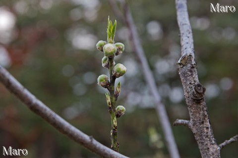 ハナモモの開花記録 京都御苑 桃林 2015年3月6日