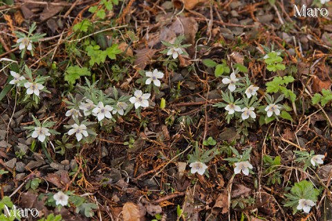 セツブンソウ（節分草）の花 早春植物 兵庫県 2015年3月