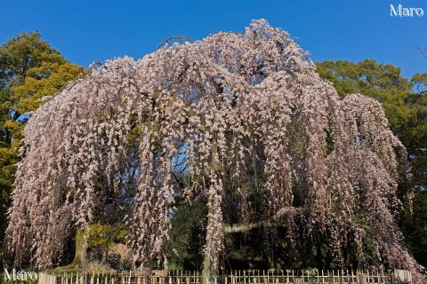 京都の桜 京都御苑 出水の糸桜 枝垂桜 満開近く見頃 2015年3月26日