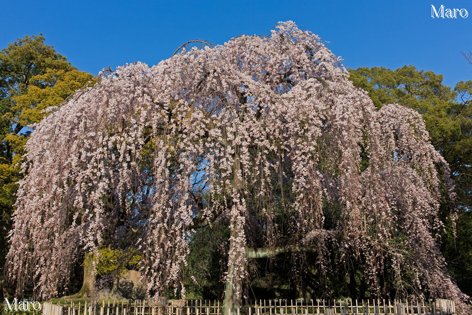 京都御苑 出水の糸桜 有栖館の枝垂桜 京都の桜 15年3月