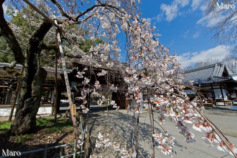 京都の桜 平野神社 魁桜 枝垂桜 京都市北区 2015年3月26日