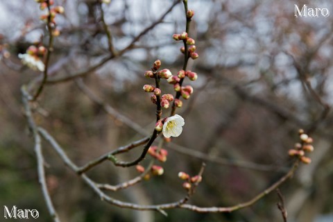 ウメ（梅）の花とつぼみ 京都御苑 梅林 2015年3月6日