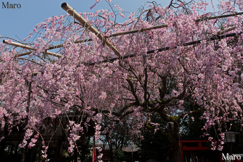 京都の桜 水火天満宮 紅色の一重咲き枝垂桜 満開で盛り 2015年3月30日