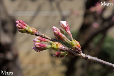 京都におけるソメイヨシノ（さくら）の開花記録 開花間近 2015年3月25日