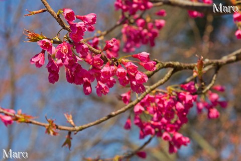 京都の桜 上賀茂神社 寒緋桜の花 盛りで色濃く 京都市北区 2015年3月28日