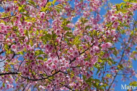 京都の桜 車折神社 河津桜の花 散りぞめ 京都市右京区 2015年3月26日