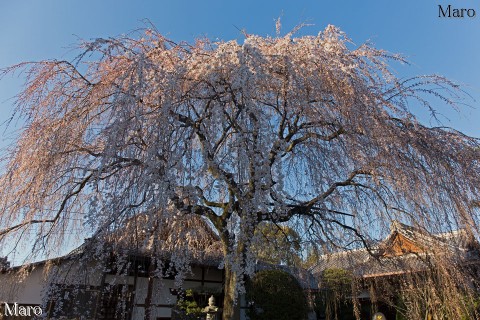 京都の桜 本満寺 枝垂桜 開花進む 京都市上京区 2015年3月26日