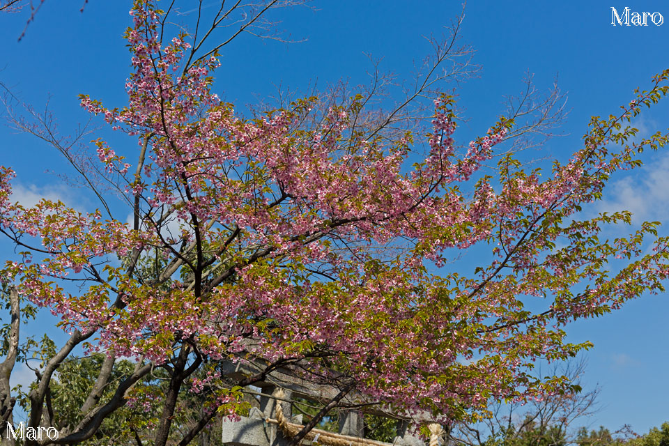 車折神社 渓仙桜 河津桜 寒緋桜 嵯峨 京都の桜 15年3月