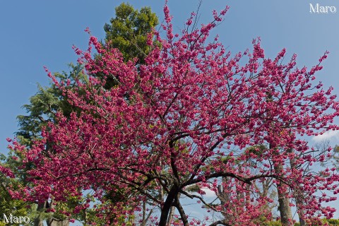 京都の桜 車折神社 寒緋桜 カンヒザクラ 盛り 京都市右京区 2015年3月26日