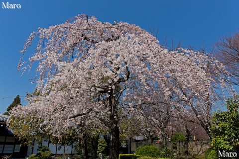 京都の桜 上品蓮台寺（上品蓮臺寺、十二坊） 枝垂桜 京都市北区 2015年3月27日